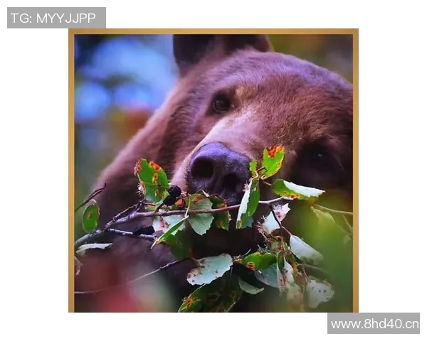 《深入探索灰熊生态与行为特征揭示其在自然界中的关键角色》